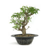 Punica granatum nejikan - B4789