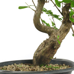 Punica granatum nejikan - B4789