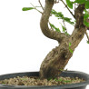 Punica granatum nejikan - B4789