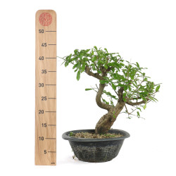 Punica granatum nejikan - B4789