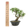 Punica granatum nejikan - B4789