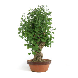 Ginkgo biloba - B4791