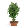 Ginkgo biloba - B4791
