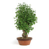 Ginkgo biloba - B4791