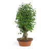 Ginkgo biloba - B4791