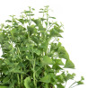 Ginkgo biloba - B4791