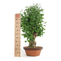 Ginkgo biloba - B4791