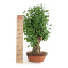 Ginkgo biloba - B4791