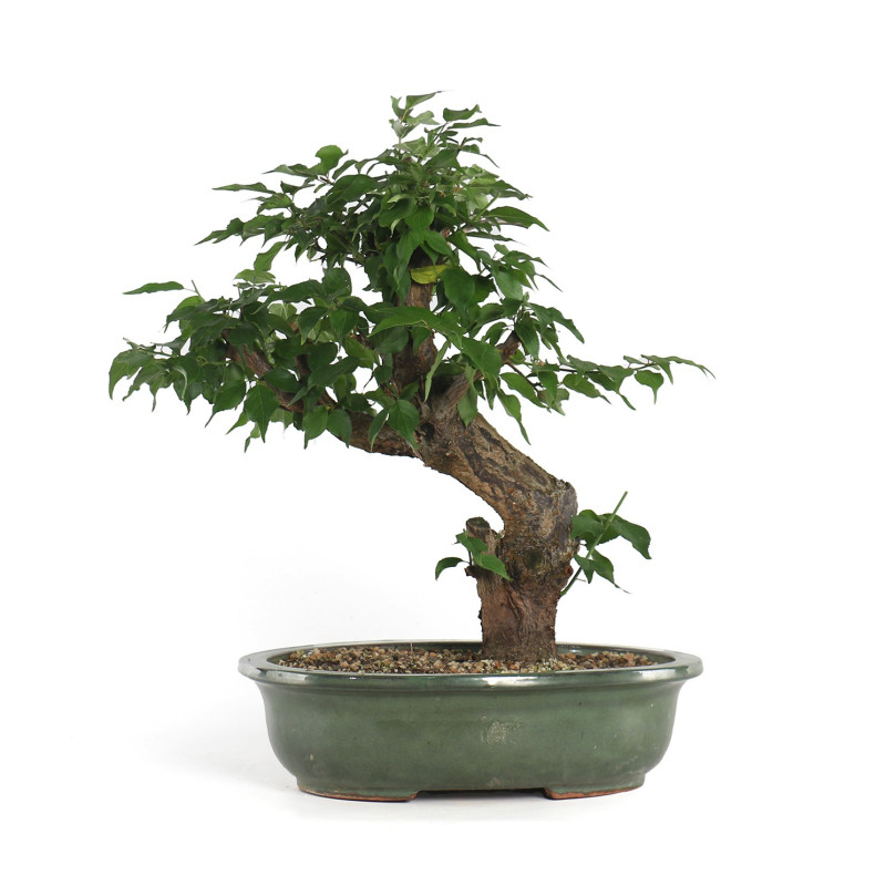 Prunus Mume White - B4792