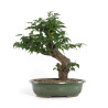 Prunus Mume White - B4792