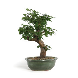 Prunus Mume White - B4792