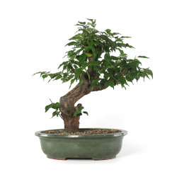 Prunus Mume White - B4792