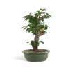 Prunus Mume White - B4792