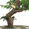 Prunus Mume White - B4792