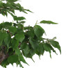 Prunus Mume White - B4792