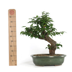 Prunus Mume White - B4792