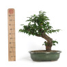Prunus Mume White - B4792