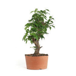 Prunus Mume White - B4793