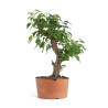 Prunus Mume White - B4793