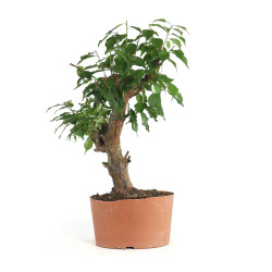 Prunus Mume White - B4793