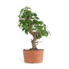 Prunus Mume White - B4793