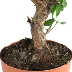 Prunus Mume White - B4793