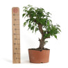 Prunus Mume White - B4793
