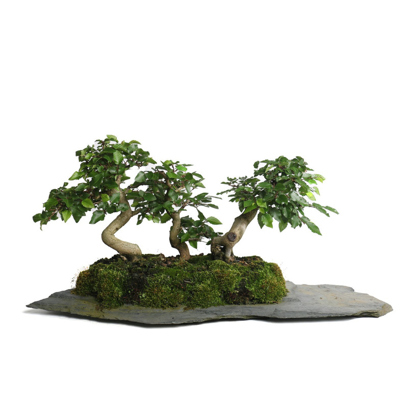 Carpinus turczaninowii - B4801