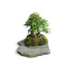 Carpinus turczaninowii - B4801