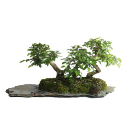 Carpinus turczaninowii - B4801