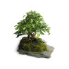 Carpinus turczaninowii - B4801
