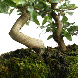 Carpinus turczaninowii - B4801