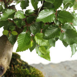 Carpinus turczaninowii - B4801