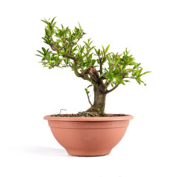 Punica Granatum Nejikan -...