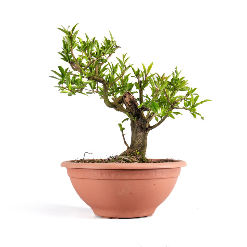 Punica Granatum Nejikan - B4888