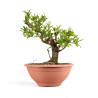 Punica Granatum Nejikan - B4888