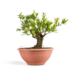 Punica Granatum Nejikan - B4888