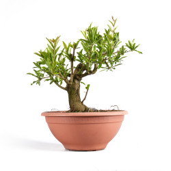 Punica Granatum Nejikan - B4888