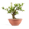 Punica Granatum Nejikan - B4888