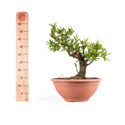 Punica Granatum Nejikan - B4888