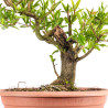 Punica Granatum Nejikan - B4888