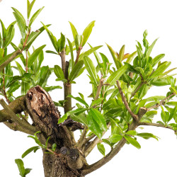Punica Granatum Nejikan - B4888