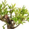Punica Granatum Nejikan - B4888