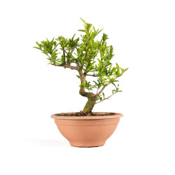 Punica Granatum Nejikan -...