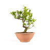 Punica Granatum Nejikan - B4892