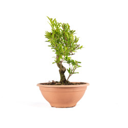 Punica Granatum Nejikan - B4892
