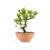 Punica Granatum Nejikan - B4892