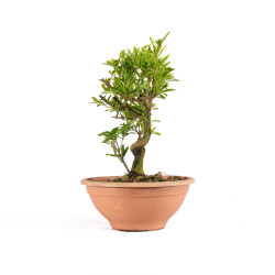 Punica Granatum Nejikan - B4892