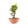 Punica Granatum Nejikan - B4892