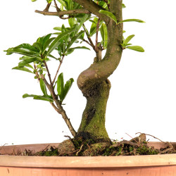 Punica Granatum Nejikan - B4892